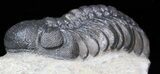 Nice, Austerops (Phacops) Trilobite #40132-4